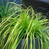 EverColor® 'Everillo' Sedge 1 EverColor® 'Everillo' Sedge -Great Garden Plants evercolor everillo sedge 1