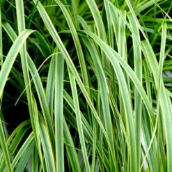EverColor® 'Everlime' Sedge