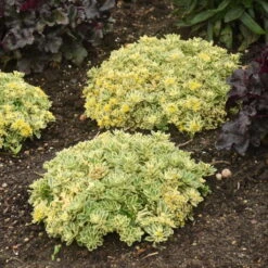 Rock 'N Low® 'Boogie Woogie' Stonecrop -Great Garden Plants f024e42c42e5615e78b9e1e35acfbd6a