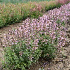 'Pinky Pie' Hummingbird Mint -Great Garden Plants f8d5c6be980529a34d3d82da4ae516b6