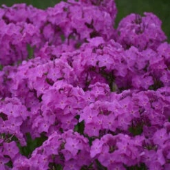 'Opening Act Ultrapink' Hybrid Phlox -Great Garden Plants f9b7b1ce9aede9587dc8d738e9108075