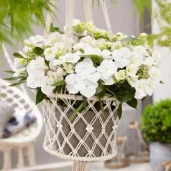 Fairytrail Bride™ Cascade Hydrangea™ -Great Garden Plants fairytrail bride cascading hydrangea 5 sw