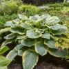 Shadowland® 'Gigantosaurus' Hosta 1 Shadowland® 'Gigantosaurus' Hosta -Great Garden Plants fe5214574e5d6491cf417ff7dc847155