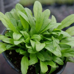 Feathered Friends™ 'Cordial Canary' Bugleweed -Great Garden Plants feathered friends cordial canary bugleweed 2