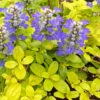 Feathered Friends™ 'Cordial Canary' Bugleweed 2 Feathered Friends™ 'Cordial Canary' Bugleweed -Great Garden Plants feathered friends cordial canary bugleweed 4