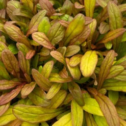 Feathered Friends™ 'Fancy Finch' Bugleweed 8 Feathered Friends™ 'Fancy Finch' Bugleweed -Great Garden Plants feathered friends fancy finch bugleweed 2