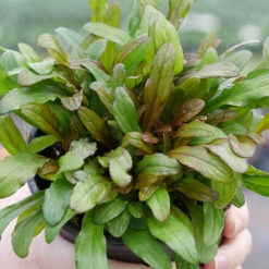 Feathered Friends™ 'Fancy Finch' Bugleweed 9 Feathered Friends™ 'Fancy Finch' Bugleweed -Great Garden Plants feathered friends fancy finch bugleweed 3