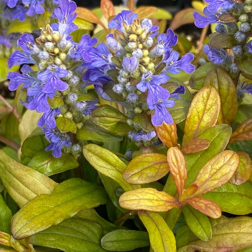 Feathered Friends™ 'Fancy Finch' Bugleweed 3 Feathered Friends™ 'Fancy Finch' Bugleweed
