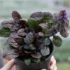 Feathered Friends™ 'Fierce Falcon' Bugleweed -Great Garden Plants feathered friends fierce falcon bugleweed 4