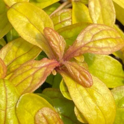 Feathered Friends™ 'Petite Parakeet' Bugleweed -Great Garden Plants feathered friends petite parakeet bugleweed 2