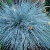 'Boulder Blue' Blue Fescue -Great Garden Plants festuca boulder blue fescue 1 sw