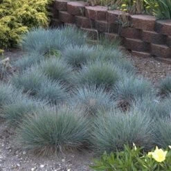 'Boulder Blue' Blue Fescue -Great Garden Plants festuca boulder blue fescue 5 sw