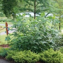 'Chicago Hardy' Fig 7 'Chicago Hardy' Fig -Great Garden Plants ficus chicago hardy 3 sw