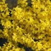 Flying Machine® Forsythia