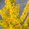 Show Off® Forsythia -Great Garden Plants forsythia show off 1 P