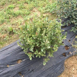 Legend Of The Small™ Bottlebrush -Great Garden Plants fothergilla legend of the small 2