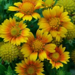 Drought Resistant+ Long Blooming Collection 11 Drought Resistant+ Long Blooming Collection -Great Garden Plants gaillardia arizona apricot 1