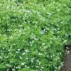 Sweet Woodruff 1 Sweet Woodruff -Great Garden Plants galium odoratum sweet woodruff 1