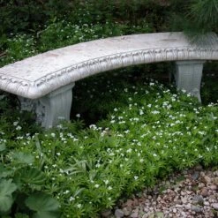 Sweet Woodruff 8 Sweet Woodruff -Great Garden Plants galium odoratum sweet woodruff 2