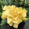'Golden Magic' Gardenia -Great Garden Plants gardenia golden magic 1 P sw