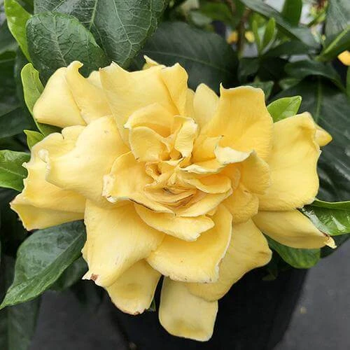 'Golden Magic' Gardenia 3 'Golden Magic' Gardenia