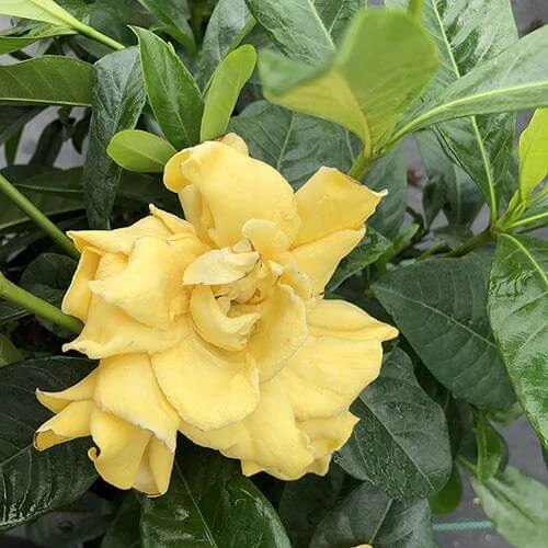 'Golden Magic' Gardenia 4 'Golden Magic' Gardenia - Image 2
