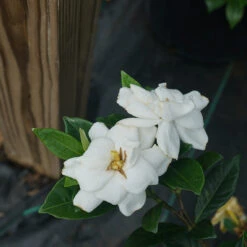 Steady As She Goes™ Gardenia -Great Garden Plants gardenia steady as she goes 2