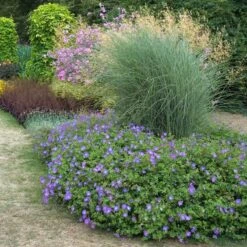 Rozanne® Cranesbill -Great Garden Plants geranium rozanne cranesbill 3