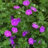'Vision Violet' Cranesbill 2 'Vision Violet' Cranesbill -Great Garden Plants geranium vision violet 1 P