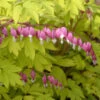 'Gold Heart' Bleeding Heart -Great Garden Plants gold heart bleeding heart dicentra 1