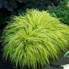 'All Gold' Japanese Forest Grass -Great Garden Plants hakonechloa all gold 1 a1fd9739 f6f2 44a2 b587 2dd8dffbbe17 sw
