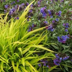 'All Gold' Japanese Forest Grass -Great Garden Plants hakonechloa all gold 4 b7845a8b cb7b 4bfb ac76 0dd1648d2150 sw