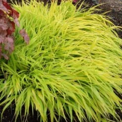 'All Gold' Japanese Forest Grass -Great Garden Plants hakonechloa all gold 5 3709d58b fe30 4150 9c31 523a2029354f sw