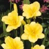 'Happy Returns' Daylily 1 'Happy Returns' Daylily -Great Garden Plants hemerocallis happy returns daylily 2