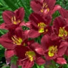'Ruby Stella' Daylily -Great Garden Plants hemerocallis ruby stella 1