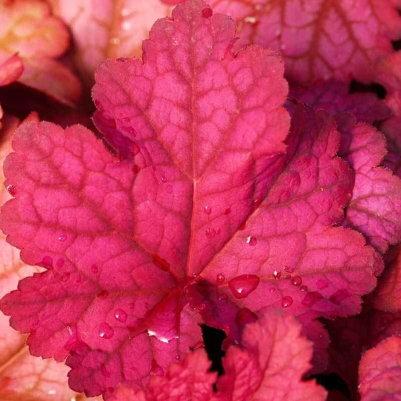 'Berry Smoothie' Coral Bells 5 'Berry Smoothie' Coral Bells - Image 3