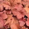 'Fire Alarm' Coral Bells -Great Garden Plants heuchera fire alarm 1 P sw