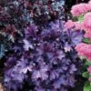Forever® Purple Coral Bells 1 Forever® Purple Coral Bells -Great Garden Plants heuchera forever purple 1 sw