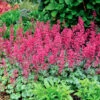 'Paris' Coral Bells 2 'Paris' Coral Bells -Great Garden Plants heuchera paris coral bells 1
