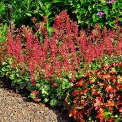 'Paris' Coral Bells -Great Garden Plants heuchera paris coral bells 3
