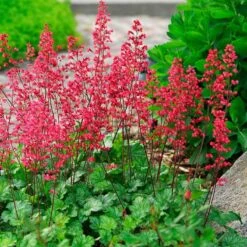 'Paris' Coral Bells -Great Garden Plants heuchera paris coral bells 4