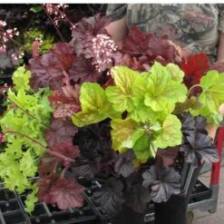 'Paris' Coral Bells -Great Garden Plants heuchera paris coral bells 5