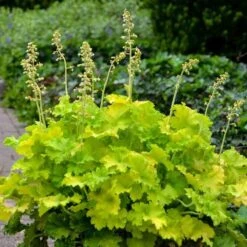 'Twist Of Lime' Coral Bells