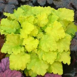 'Twist Of Lime' Coral Bells -Great Garden Plants heuchera twist of lime 3