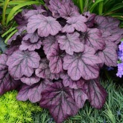 Primo® 'Wild Rose' Coral Bells -Great Garden Plants heuchera wild rose 5