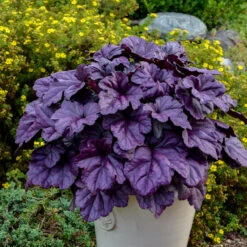 Mother's Day Collection -Great Garden Plants heuchera wildberry 1