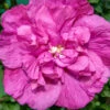 Magenta Chiffon® Rose Of Sharon -Great Garden Plants hibiscus magenta chiffon 1