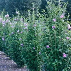 Purple Pillar® Rose Of Sharon -Great Garden Plants hibiscus purple pillar 3