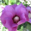 Purple Satin® Rose Of Sharon -Great Garden Plants hibiscus purple satin 1
