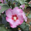 Ruffled Satin® Rose Of Sharon -Great Garden Plants hibiscus ruffled satin 1